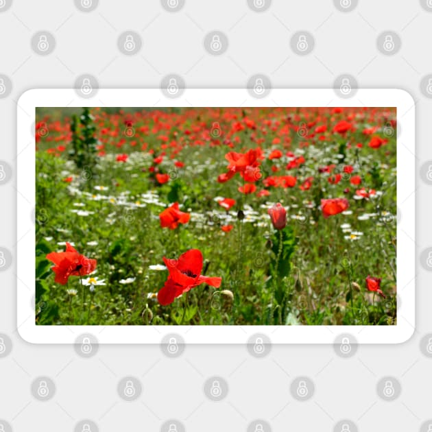 Poppy Field Near Cividale Sticker by jojobob